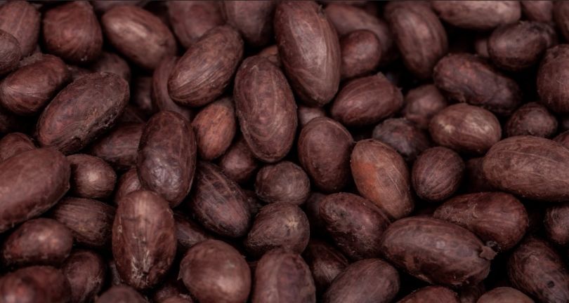 Cocoa Beans supply 
