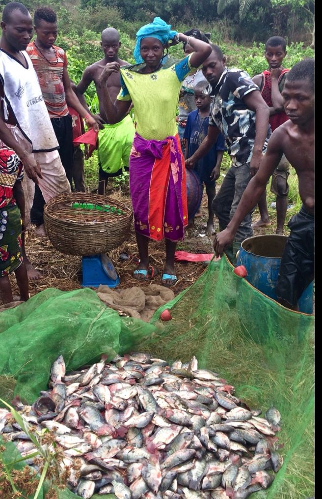 Fish Farming Kumba 